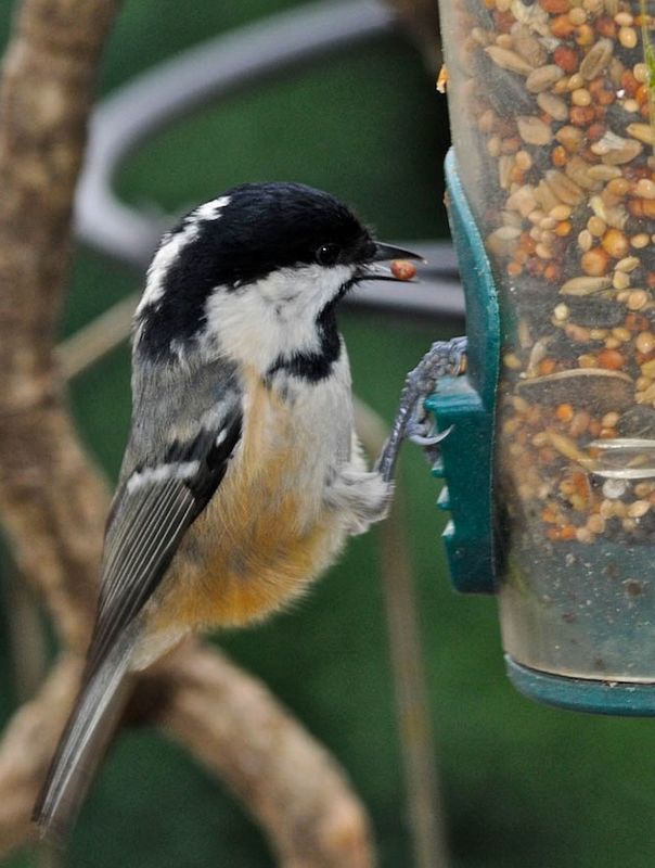 Coal Tit